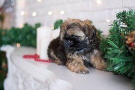 12631393_1954809574745225_6086846320782477127_n.jpg (53.98 КБ, Просмотров: 1167) 12631393_1954809574745225_6086846320782477127_n.jpg