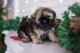 12642428_1954809624745220_4779733324316096717_n.jpg (54.61 КБ, Просмотров: 1167) 12642428_1954809624745220_4779733324316096717_n.jpg