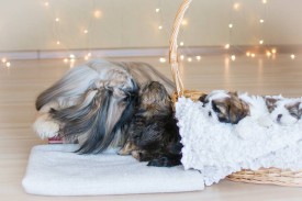 12642765_1954808958078620_2591201591623131735_n.jpg (58.96 КБ, Просмотров: 1168) 12642765_1954808958078620_2591201591623131735_n.jpg