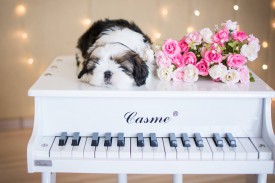 12647285_1954809334745249_6910119141690704919_n.jpg (55.58 КБ, Просмотров: 1168) 12647285_1954809334745249_6910119141690704919_n.jpg