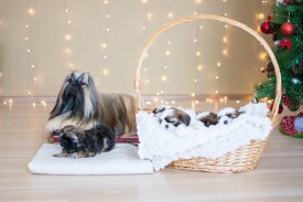 12647418_1954808901411959_4550416930350784621_n.jpg (60.53 КБ, Просмотров: 1098) 12647418_1954808901411959_4550416930350784621_n.jpg