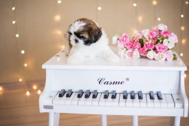 12669505_1954809488078567_8615075434401822781_n.jpg (49.73 КБ, Просмотров: 1098) 12669505_1954809488078567_8615075434401822781_n.jpg