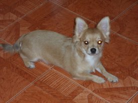 SAM_4445.JPG (154.39 КБ, Просмотров: 1418) SAM_4445.JPG