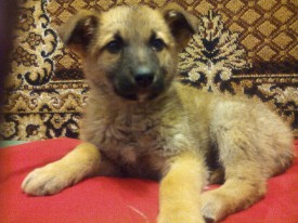 IMG_20160206_161505.jpg (763.52 КБ, Просмотров: 3134) IMG_20160206_161505.jpg