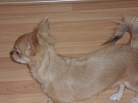 SAM_4432.JPG (152.63 КБ, Просмотров: 1418) SAM_4432.JPG