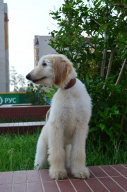 imageб1.jpg (209.88 КБ, Просмотров: 2125) imageб1.jpg