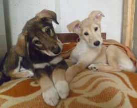 11.jpg (50.05 КБ, Просмотров: 1406) 11.jpg