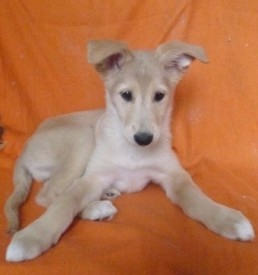 венера.jpg (49.01 КБ, Просмотров: 1406) венера.jpg