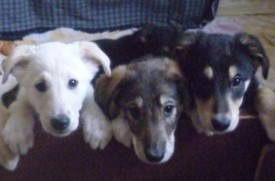 щены1.jpg (38.83 КБ, Просмотров: 1406) щены1.jpg