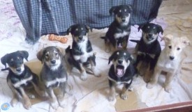 стайка.jpg (56.8 КБ, Просмотров: 1406) стайка.jpg