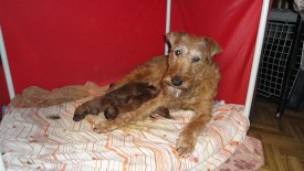 Хари в клетке.jpg (248.2 КБ, Просмотров: 1474) Хари в клетке.jpg