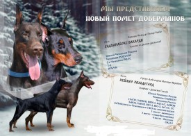 Доберы братск анонс .jpg (235.05 КБ, Просмотров: 1113) Доберы братск анонс .jpg