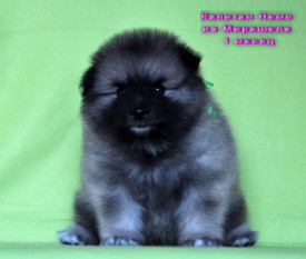 Капитан Немо из Мирашела.30д.3.jpg1.jpg (288.46 КБ, Просмотров: 3250) Капитан Немо из Мирашела.30д.3.jpg1.jpg