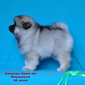 12898407_1174323712578073_6035340270104394985_o.jpg1.jpg (147.14 КБ, Просмотров: 3224) 12898407_1174323712578073_6035340270104394985_o.jpg1.jpg