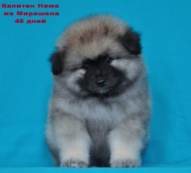 12039121_1174323705911407_6325713082386191783_o.jpg1.jpg (129.03 КБ, Просмотров: 3224) 12039121_1174323705911407_6325713082386191783_o.jpg1.jpg