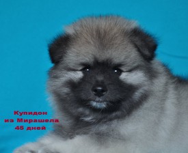 12513756_1174324375911340_6501754078473399349_o.jpg1.jpg (178.12 КБ, Просмотров: 3224) 12513756_1174324375911340_6501754078473399349_o.jpg1.jpg