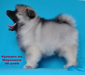 12719623_1174324372578007_946491904527913768_o.jpg1.jpg (151.82 КБ, Просмотров: 3224) 12719623_1174324372578007_946491904527913768_o.jpg1.jpg