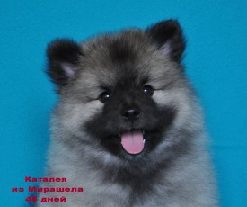 12513941_1174325482577896_7135330528224953690_o.jpg1.jpg (172 КБ, Просмотров: 3224) 12513941_1174325482577896_7135330528224953690_o.jpg1.jpg