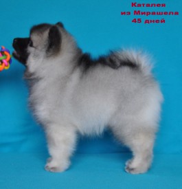 12719583_1174325379244573_5825291658325897324_o.jpg1.jpg (124.93 КБ, Просмотров: 3224) 12719583_1174325379244573_5825291658325897324_o.jpg1.jpg