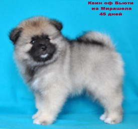 12322661_1174327299244381_8367454391404973259_o.jpg1.jpg (101.3 КБ, Просмотров: 3224) 12322661_1174327299244381_8367454391404973259_o.jpg1.jpg