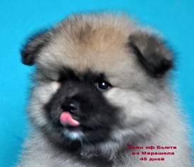 12901299_1174327362577708_4299407438674415896_o.jpg1.jpg (163.55 КБ, Просмотров: 3224) 12901299_1174327362577708_4299407438674415896_o.jpg1.jpg