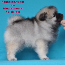 1410761_1174324765911301_8196253878575152172_o.jpg1.jpg (137.73 КБ, Просмотров: 3224) 1410761_1174324765911301_8196253878575152172_o.jpg1.jpg