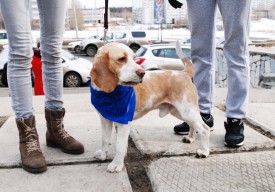 DSC_1852.jpg (145.93 КБ, Просмотров: 3533) DSC_1852.jpg
