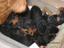 щенки новосиб2.jpg (13.62 КБ, Просмотров: 1910) щенки новосиб2.jpg