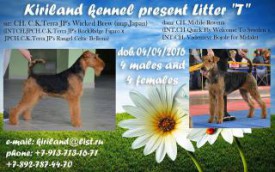 щенки новосиб.jpg (19.29 КБ, Просмотров: 1909) щенки новосиб.jpg