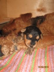 эн2.jpg (8.94 КБ, Просмотров: 1853) эн2.jpg