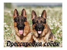овчарки.jpg (13.06 КБ, Просмотров: 12639) овчарки.jpg