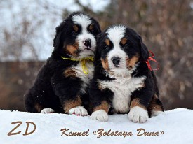 941067_1280402335320006_2879186144562805075_n.jpg (77.49 КБ, Просмотров: 2352) 941067_1280402335320006_2879186144562805075_n.jpg