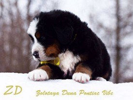 желток.jpg (63.13 КБ, Просмотров: 2137) желток.jpg