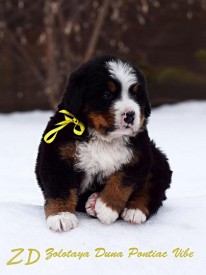 желтик.jpg (71.55 КБ, Просмотров: 2137) желтик.jpg