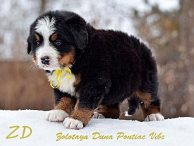 желтый2.jpg (67.42 КБ, Просмотров: 2394) желтый2.jpg