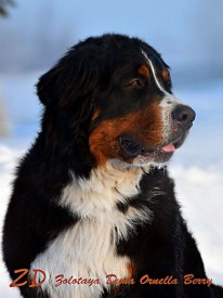 портрет.jpg (84.46 КБ, Просмотров: 2365) портрет.jpg