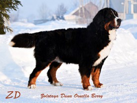 стойка.jpg (90.39 КБ, Просмотров: 2117) стойка.jpg