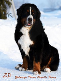 сидя.jpg (90.99 КБ, Просмотров: 2365) сидя.jpg