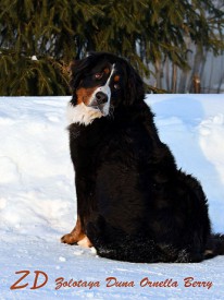 кокетка.jpg (80.58 КБ, Просмотров: 2374) кокетка.jpg