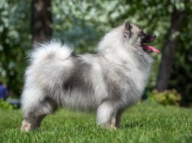 2048_3277.jpg (204.09 КБ, Просмотров: 1558) 2048_3277.jpg