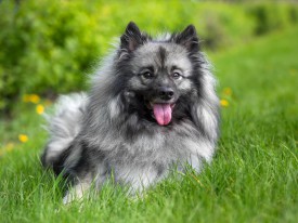 2048_3313.jpg (207.83 КБ, Просмотров: 1520) 2048_3313.jpg