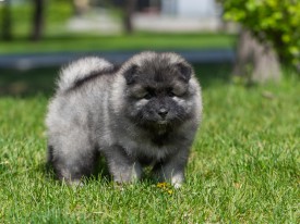 2048_3050.jpg (213.49 КБ, Просмотров: 1405) 2048_3050.jpg