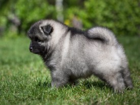 2048_3033.jpg (212.54 КБ, Просмотров: 1520) 2048_3033.jpg