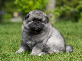 2048_3061.jpg (195.04 КБ, Просмотров: 1520) 2048_3061.jpg