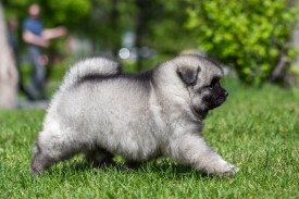 2048_3095.jpg (202.75 КБ, Просмотров: 1520) 2048_3095.jpg