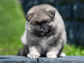 2048_3225.jpg (157.88 КБ, Просмотров: 1405) 2048_3225.jpg