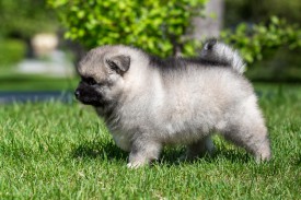 2048_3135.jpg (225.87 КБ, Просмотров: 1520) 2048_3135.jpg