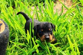 идет.jpg (159.83 КБ, Просмотров: 6925) идет.jpg