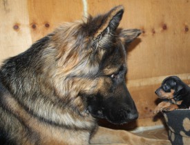 с собакой.jpg (122.06 КБ, Просмотров: 7346) с собакой.jpg