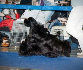 Лёва бежит.jpg (63.36 КБ, Просмотров: 1450) Лёва бежит.jpg